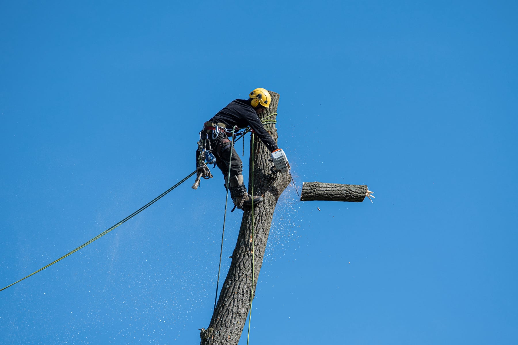Tree Felling
