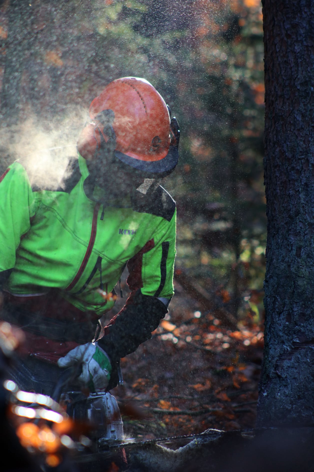 Tree Felling